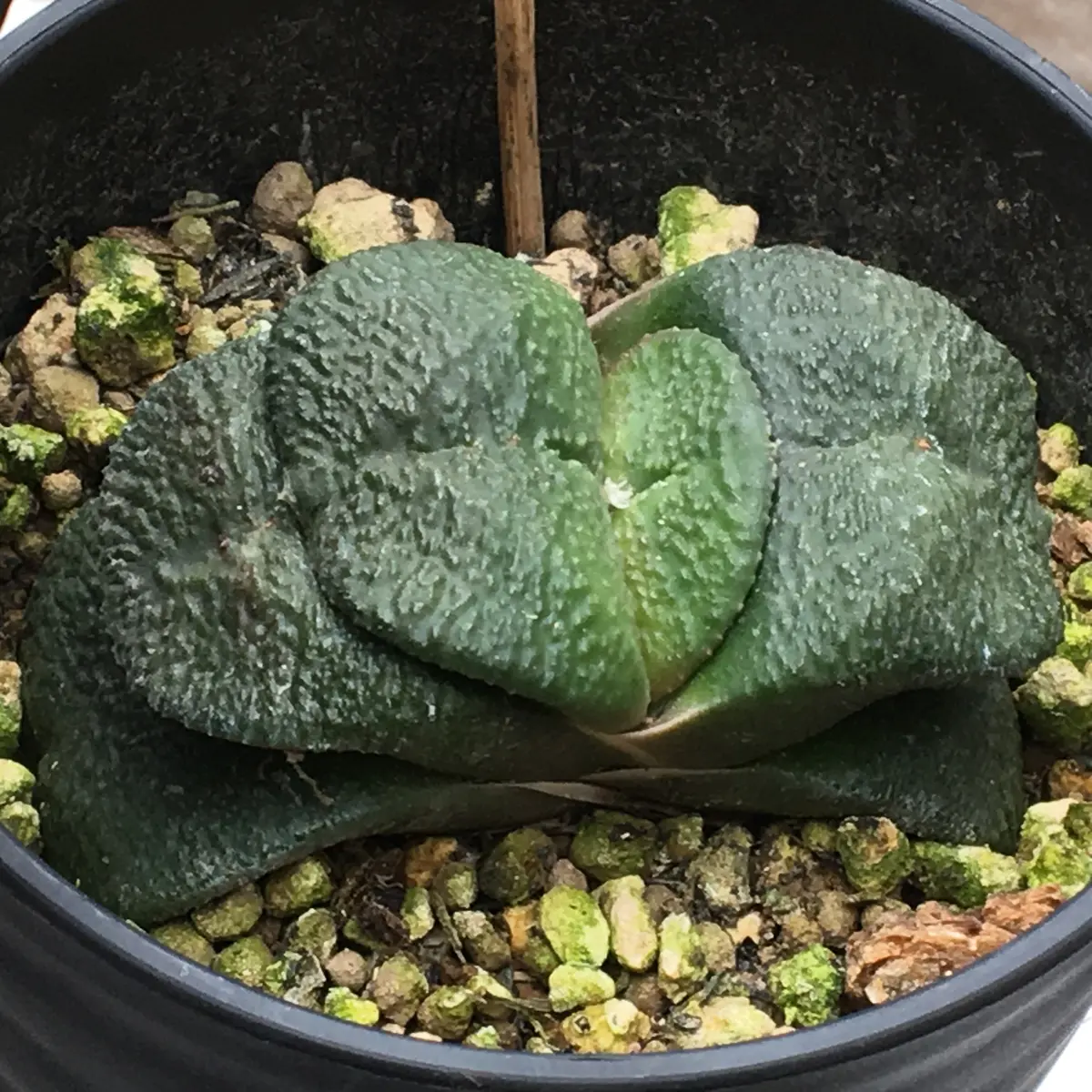 38 ガステリア 軍配ダルマ臥牛錦 サボテン 多肉植物