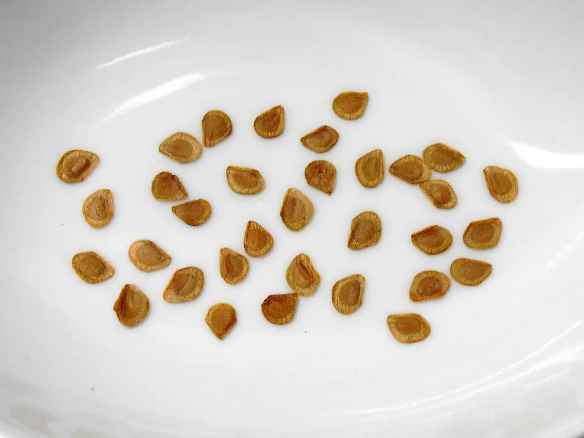 ユリの種子　標本 ユリの種子 標本