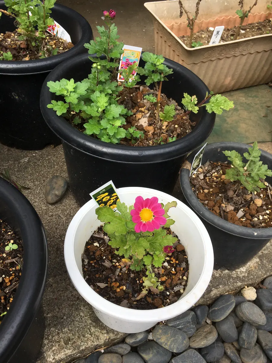 秋咲き小菊｜そだレポ（栽培レポート）bysalvatore｜みんなの趣味の園芸