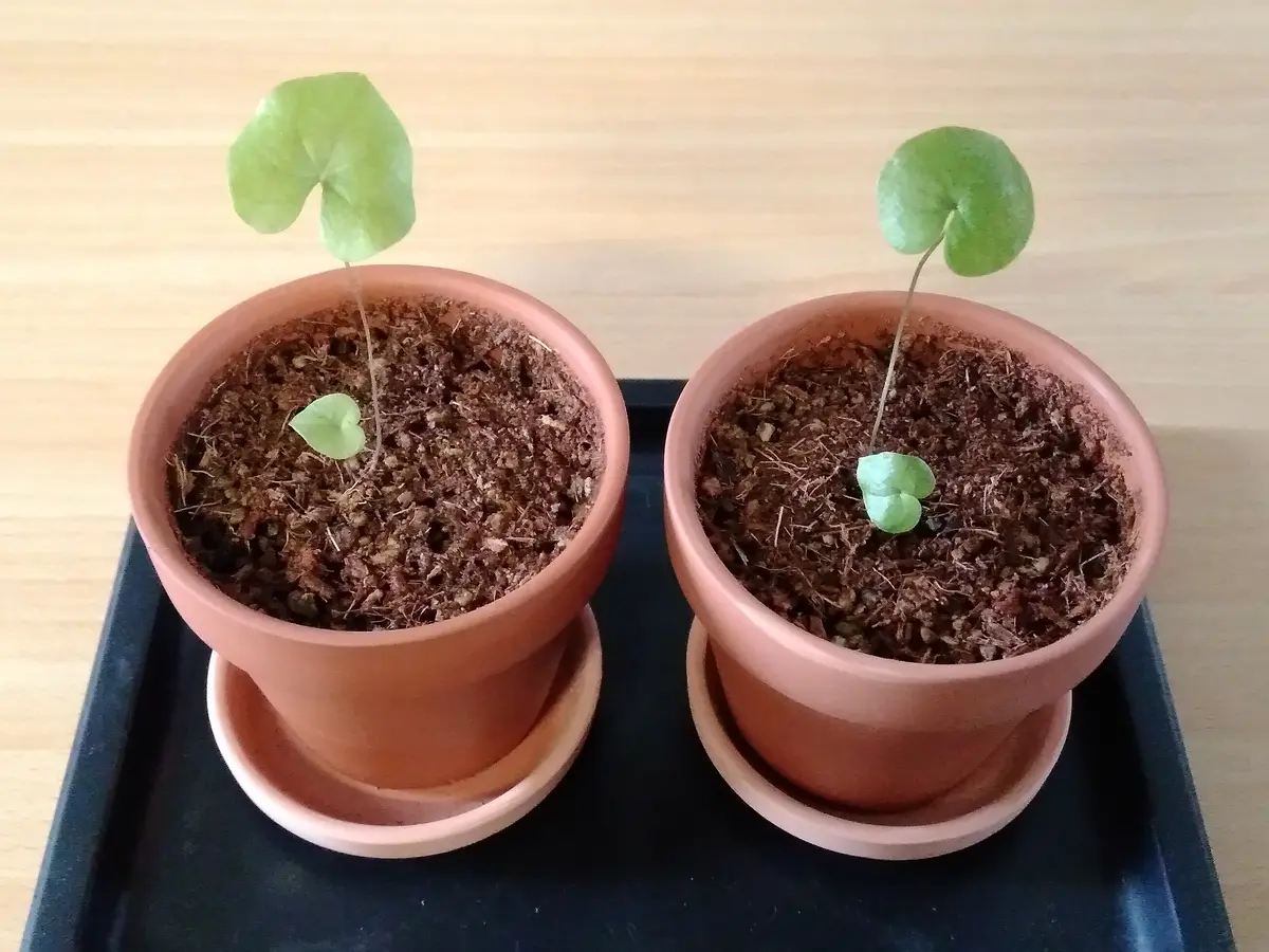 観葉植物 アフリカ亀甲竜 実生 鉢ごと発送 ②