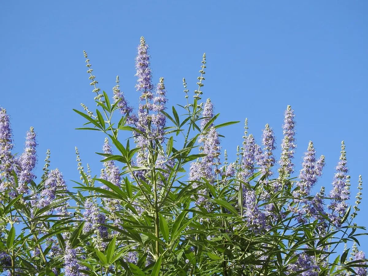 チョウセンニンジン木 苗木
