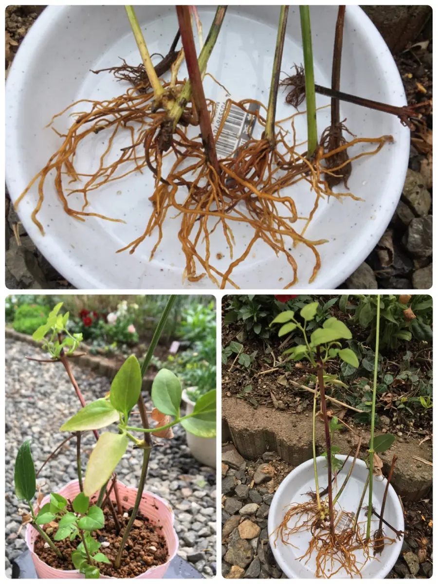 クレマチス仙人草挿し木、挿し穂、山野草、宿根草、蔓性、つる性