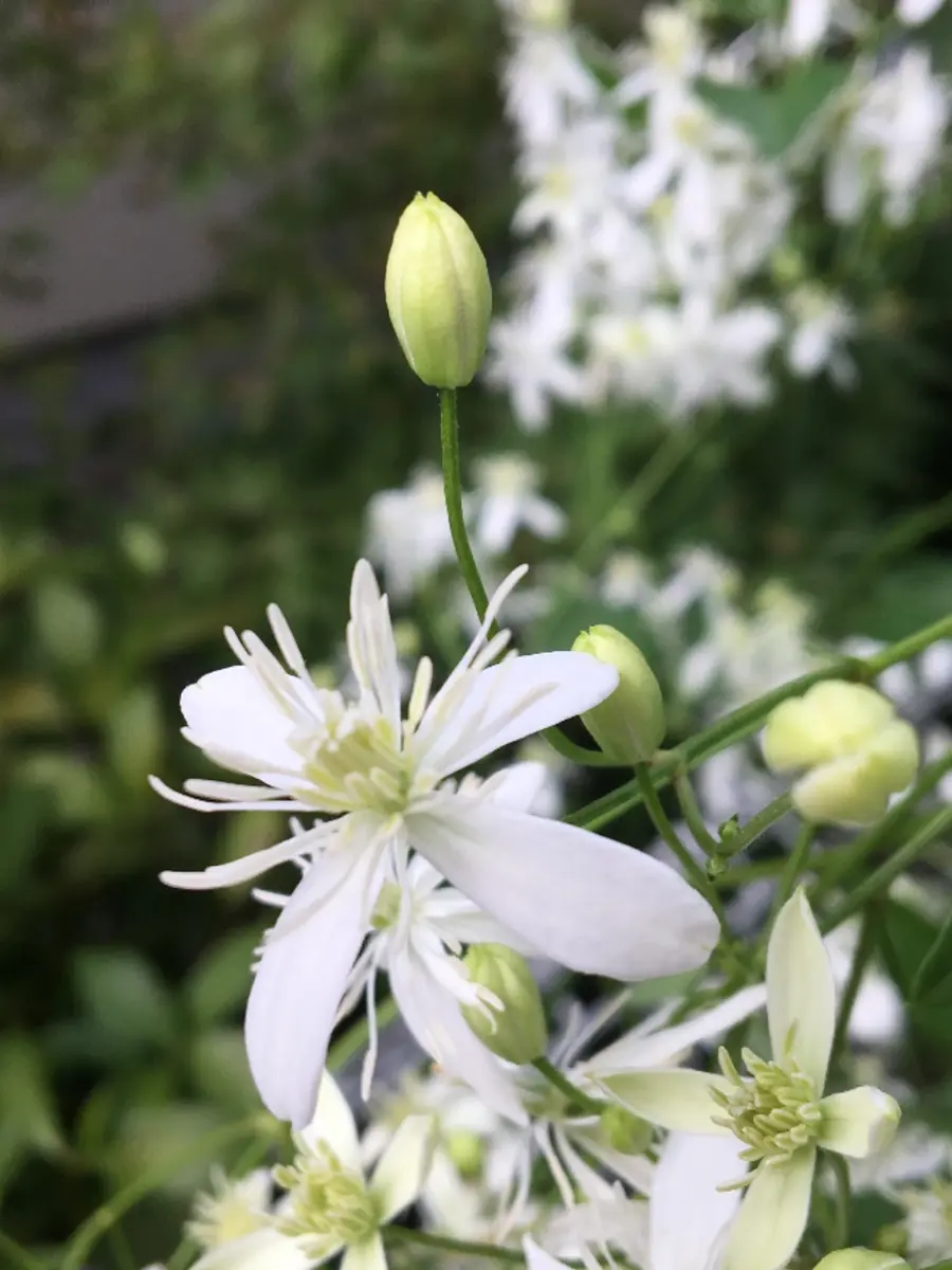 finクレマチス仙人草を挿し木で増やして鉢植えで育てる｜そだレポ