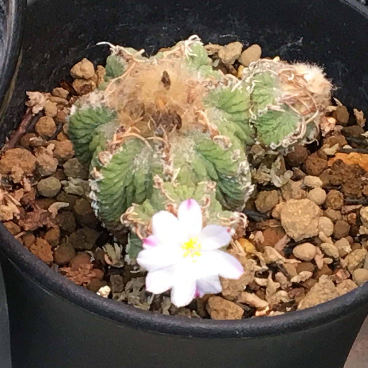🌸✨「狂い咲き2」アズテキウム属【花籠】｜サボテンのそだレポ（栽培