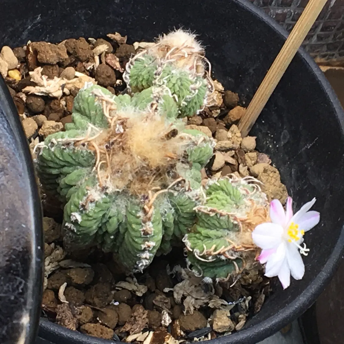 🌸✨「狂い咲き2」アズテキウム属【花籠】|そだレポ(栽培 🌸✨「狂い咲き2」アズテキウム属【花籠】|そだレポ(栽培