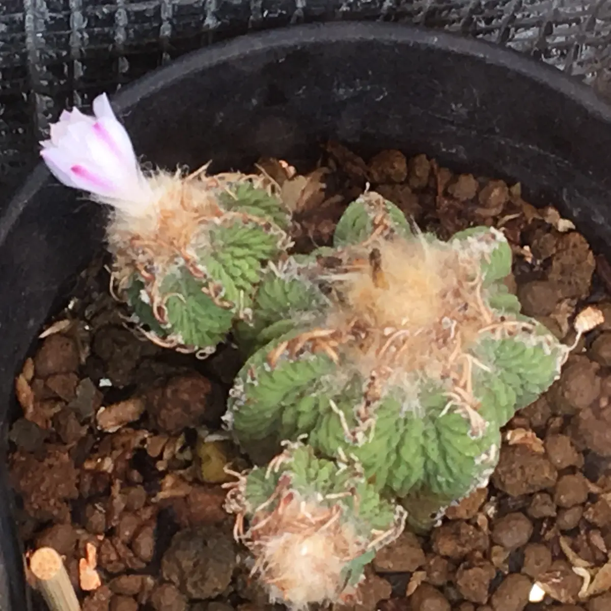 🌸✨「狂い咲き2」アズテキウム属【花籠】｜そだレポ（栽培