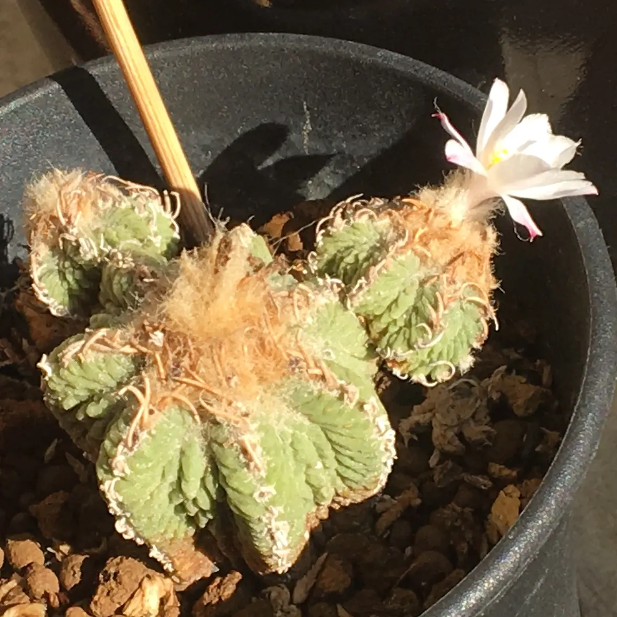 🌸✨「狂い咲き2」アズテキウム属【花籠】｜そだレポ（栽培レポート