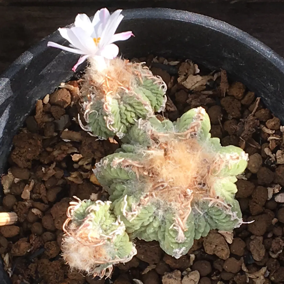 🌸✨「狂い咲き2」アズテキウム属【花籠】｜そだレポ（栽培レポート