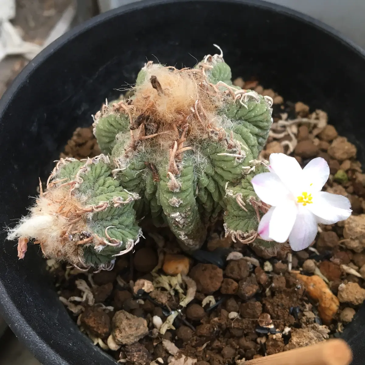 🌸✨「狂い咲き2」アズテキウム属【花籠】|そだレポ(栽培 🌸✨「狂い咲き2」アズテキウム属【花籠】|そだレポ(栽培
