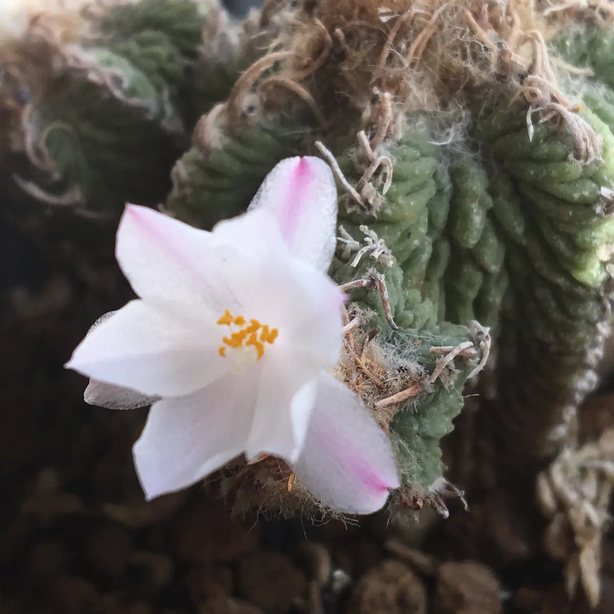 サボテン アズテキウム 花龍 群生 あすアズテキウム 花籠 群生 サボテン 多肉植物 （アズテキウム