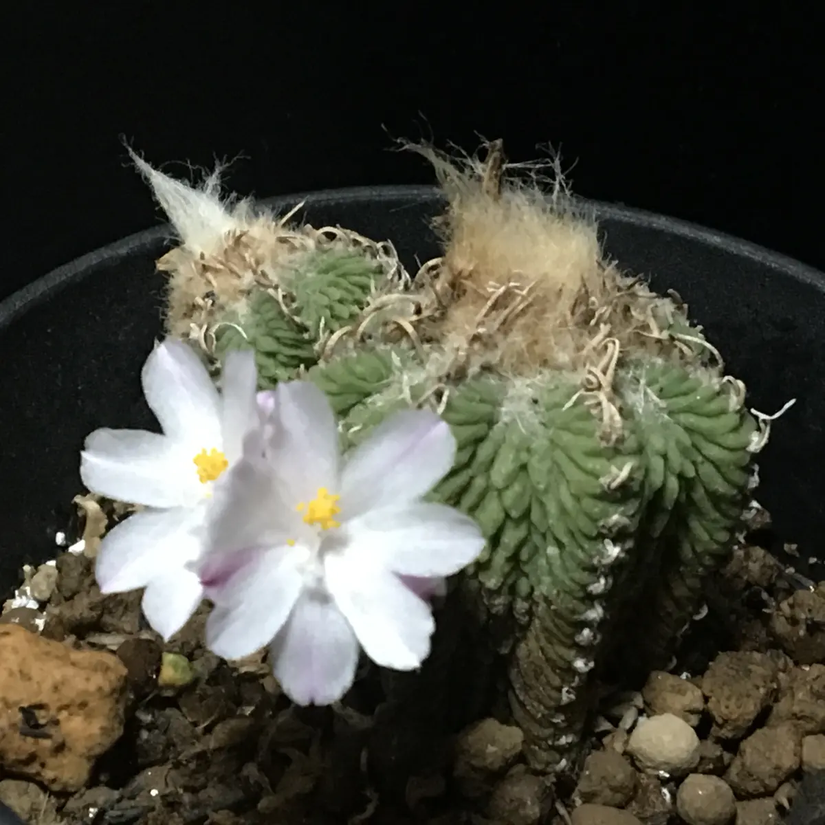 🌸✨「狂い咲き2」アズテキウム属【花籠】｜そだレポ（栽培レポート