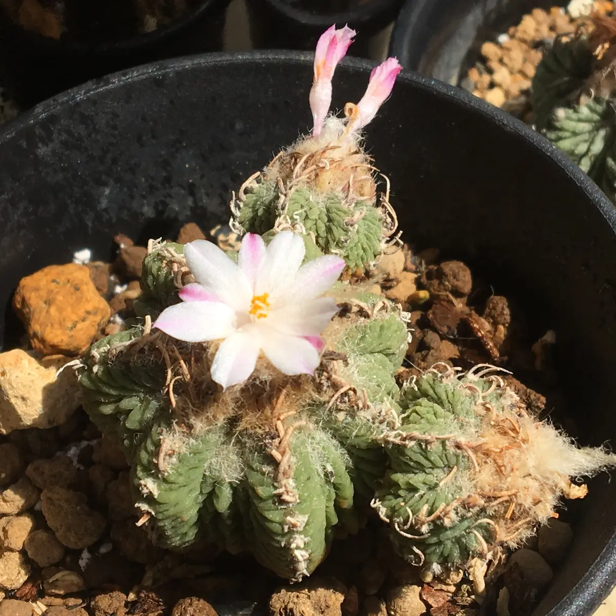 🌸✨「狂い咲き2」アズテキウム属【花籠】｜そだレポ（栽培レポート