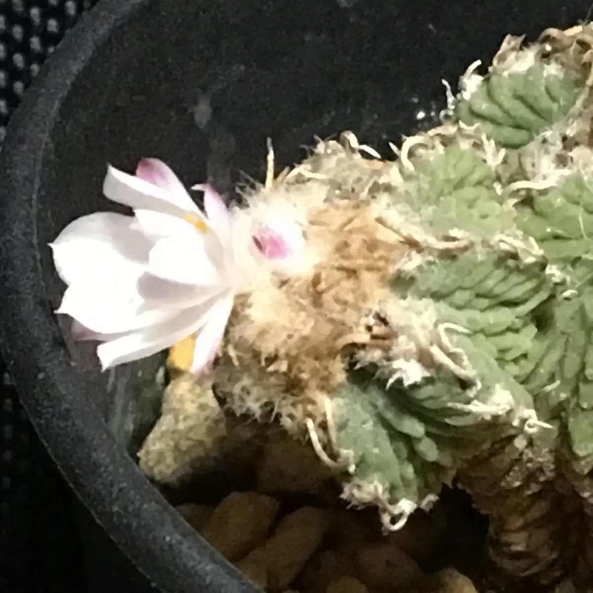 🌸✨「狂い咲き2」アズテキウム属【花籠】｜そだレポ（栽培