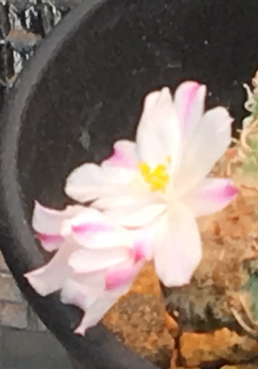 🌸✨「狂い咲き2」アズテキウム属【花籠】｜そだレポ（栽培レポート