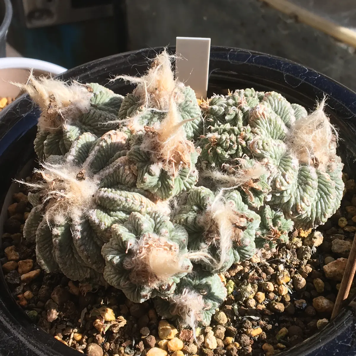 t*e様 ◆オークション　花籠　発根株　サボテン　多肉植物 ◇オークション 花籠 発根株 サボテン 多肉植物 - メルカリ