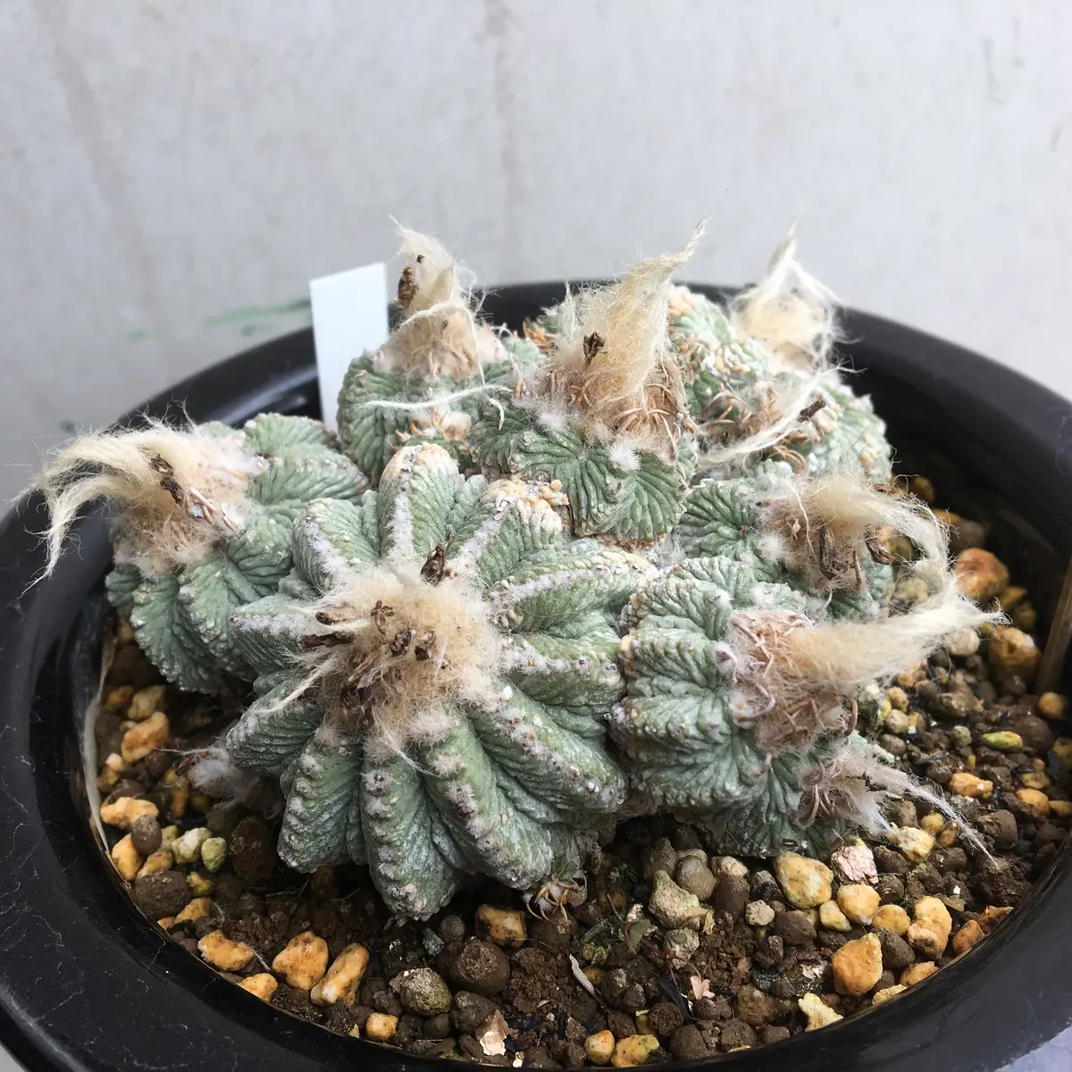 絶滅危惧種「花籠」アズテキウム属リッテリー｜そだレポ（栽培