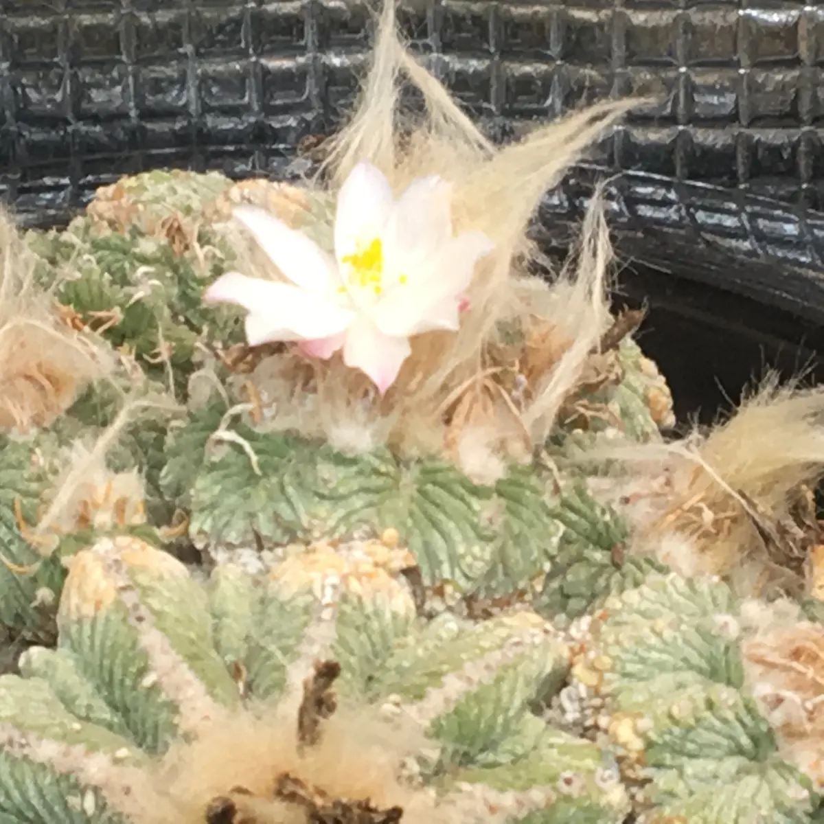 絶滅危惧種「花籠」アズテキウム属リッテリー｜そだレポ（栽培レポート