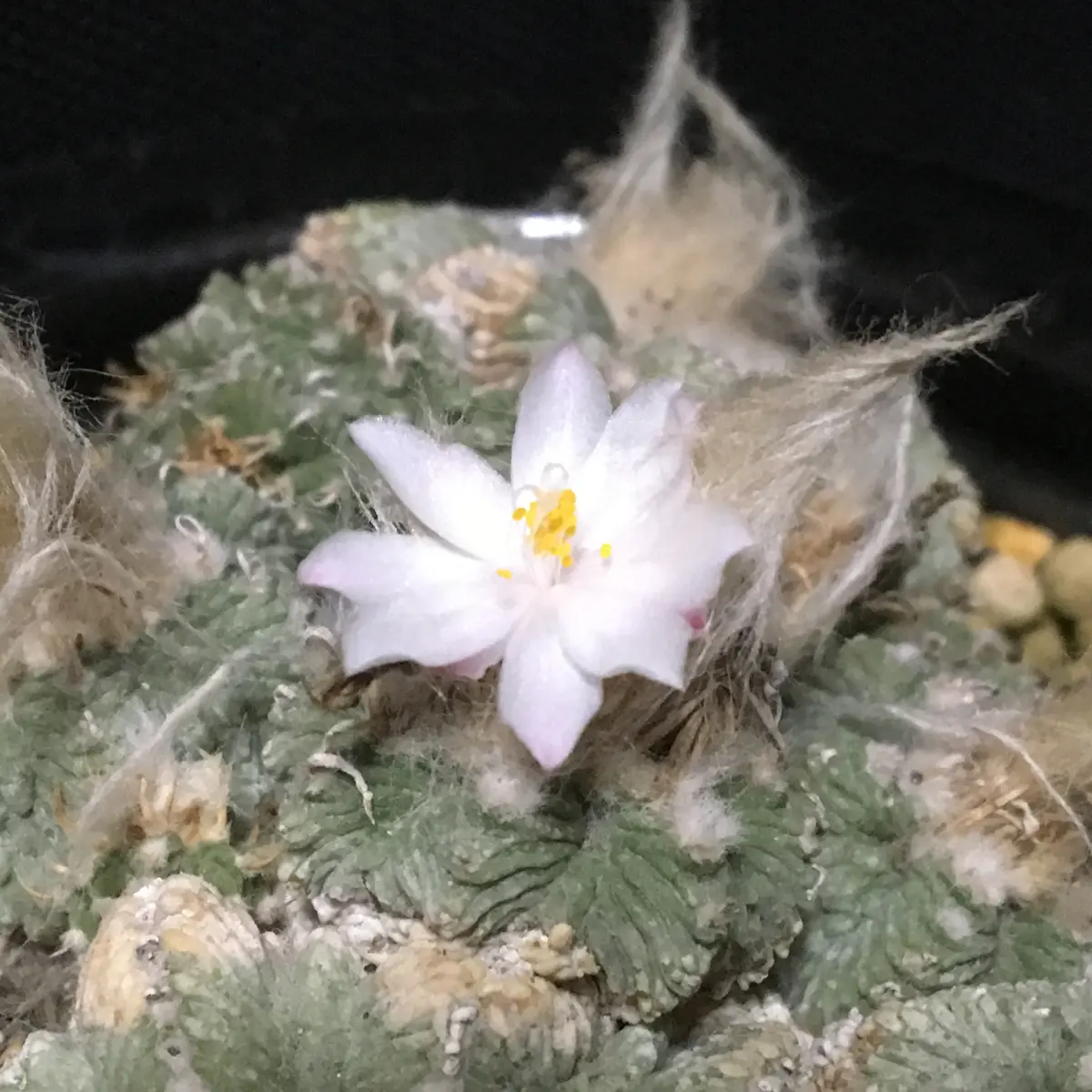 絶滅危惧種「花籠」アズテキウム属リッテリー|そだレポ(栽培 絶滅危惧種「花籠」アズテキウム属リッテリー|そだレポ(栽培