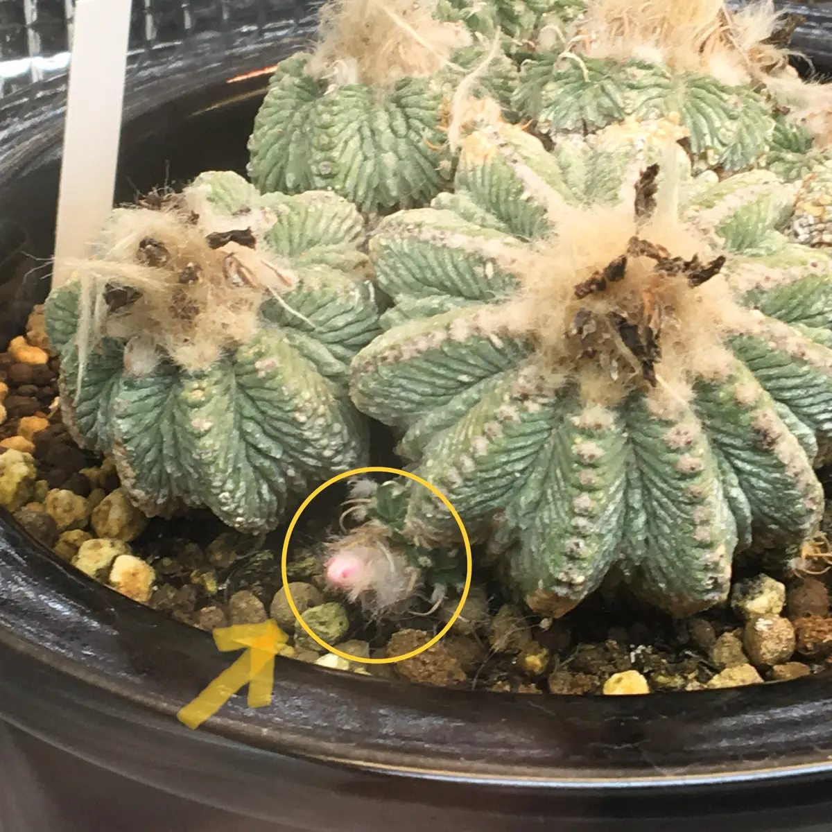 絶滅危惧種「花籠」アズテキウム属リッテリー｜そだレポ（栽培