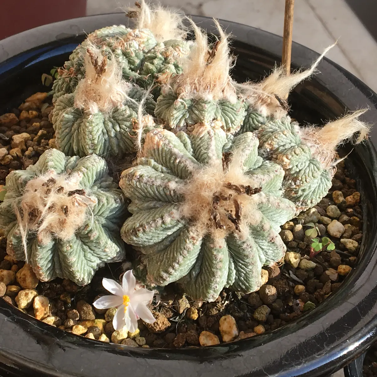 絶滅危惧種「花籠」アズテキウム属リッテリー｜そだレポ（栽培レポート