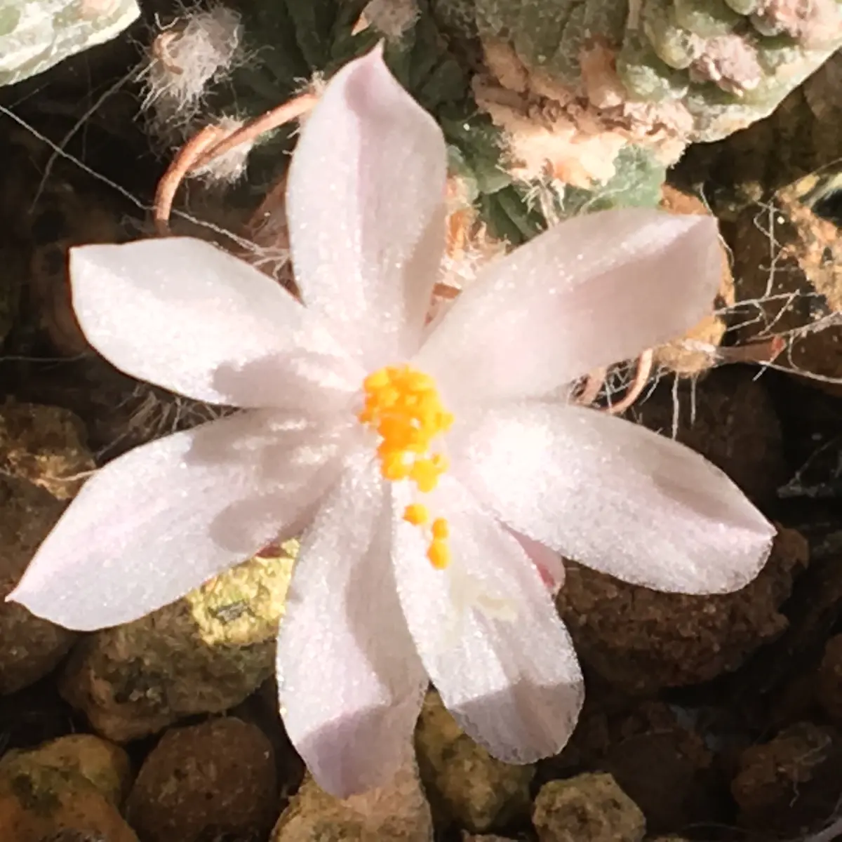 絶滅危惧種「花籠」アズテキウム属リッテリー|そだレポ(栽培 絶滅危惧種「花籠」アズテキウム属リッテリー|そだレポ(栽培