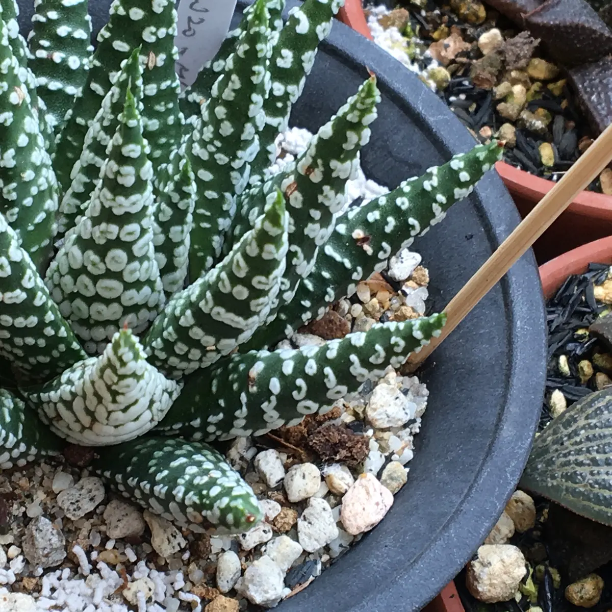 ハオルチア ミニドーナツ ③ 多肉植物