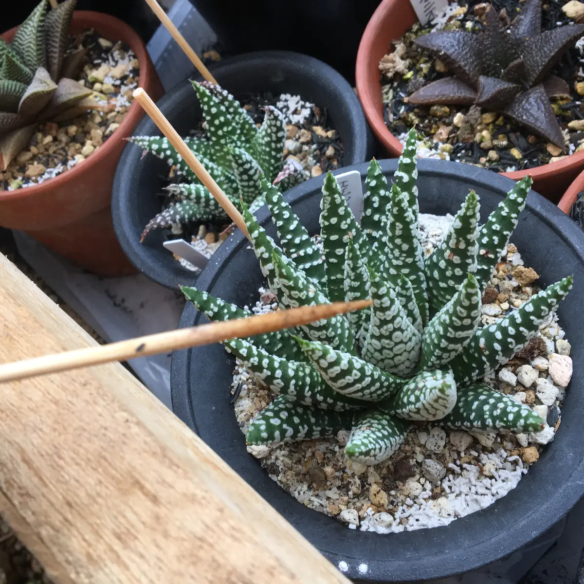 EMP ハオルチア ミニドーナツ 実生 / HA27 EMP ハオルチア ミニ