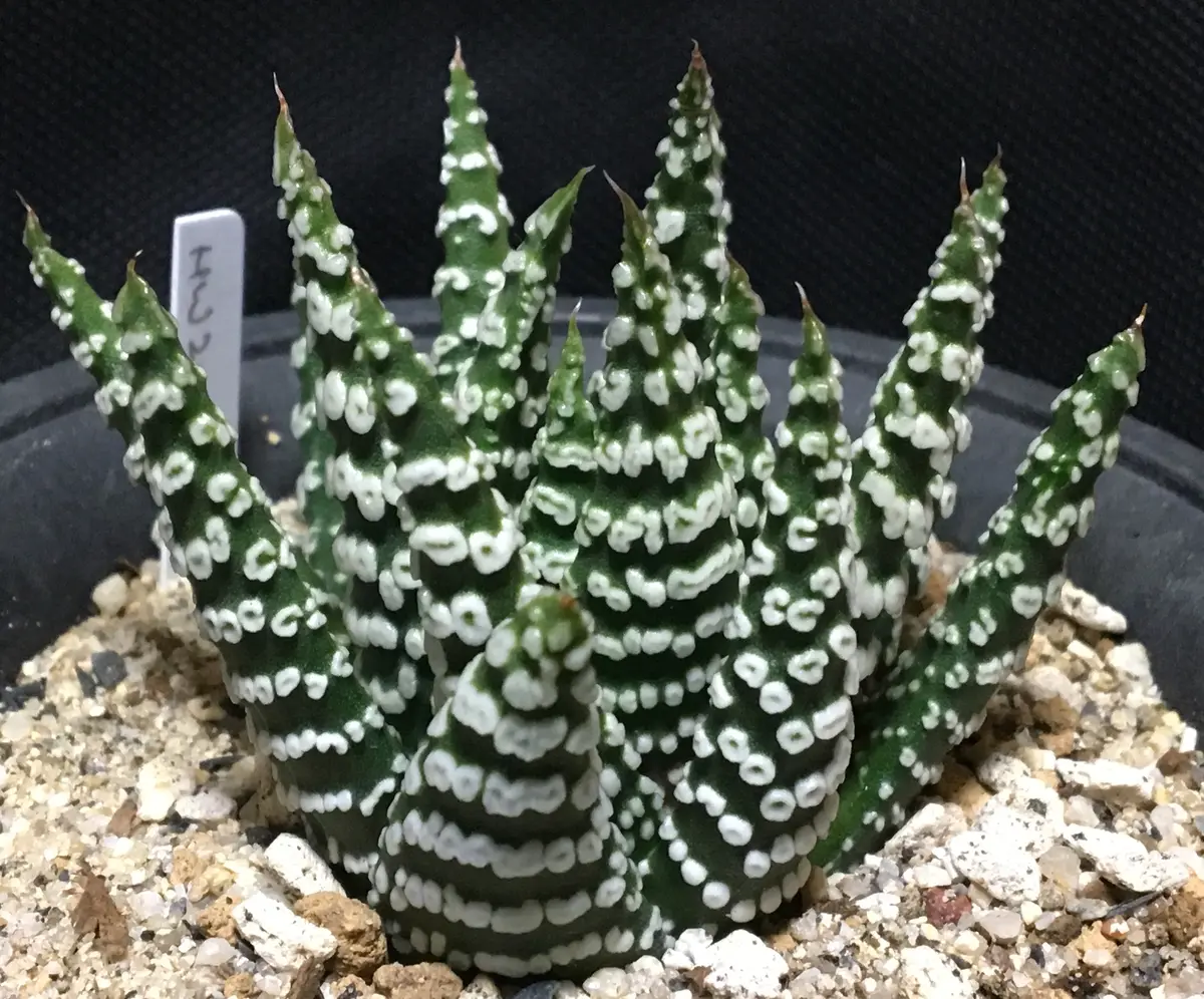 🌌【ドーナツ冬の星座】ハオルチア属プミラ☆各タイプ｜そだレポ（栽培