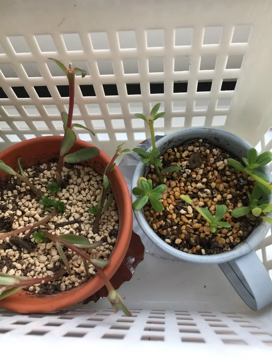 ポーチュラカの冬越し｜そだレポ（栽培レポート）bykohaku｜みんなの