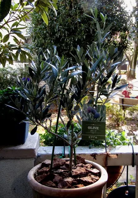 大型 オリーブ エルグレコ テラコッタ鉢植え 苗 シンボルツリー 大型 大型 オリーブ エルグレコ テラコッタ鉢植え 苗 シンボルツリー 大型