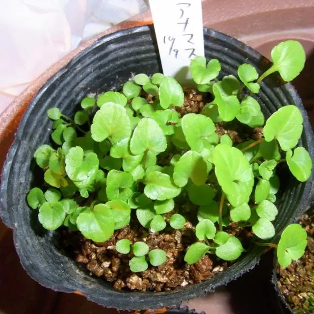 sumire様 確認用 8号鉢 スミレ類全般の栽培｜そだレポ（