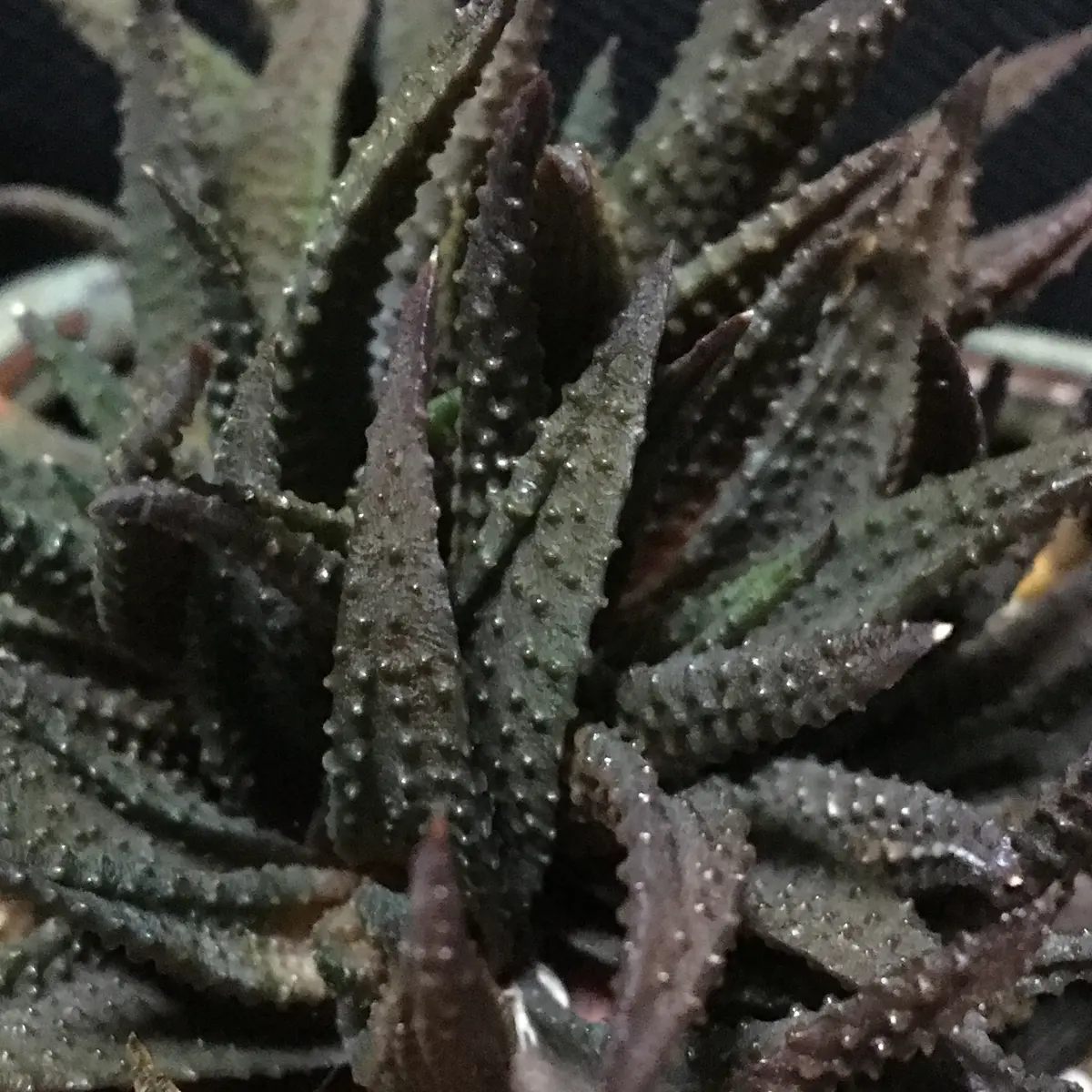 標本株 ナイルの一滴 実生 選抜SS v2-1 現物 多肉植物 ハオルチア