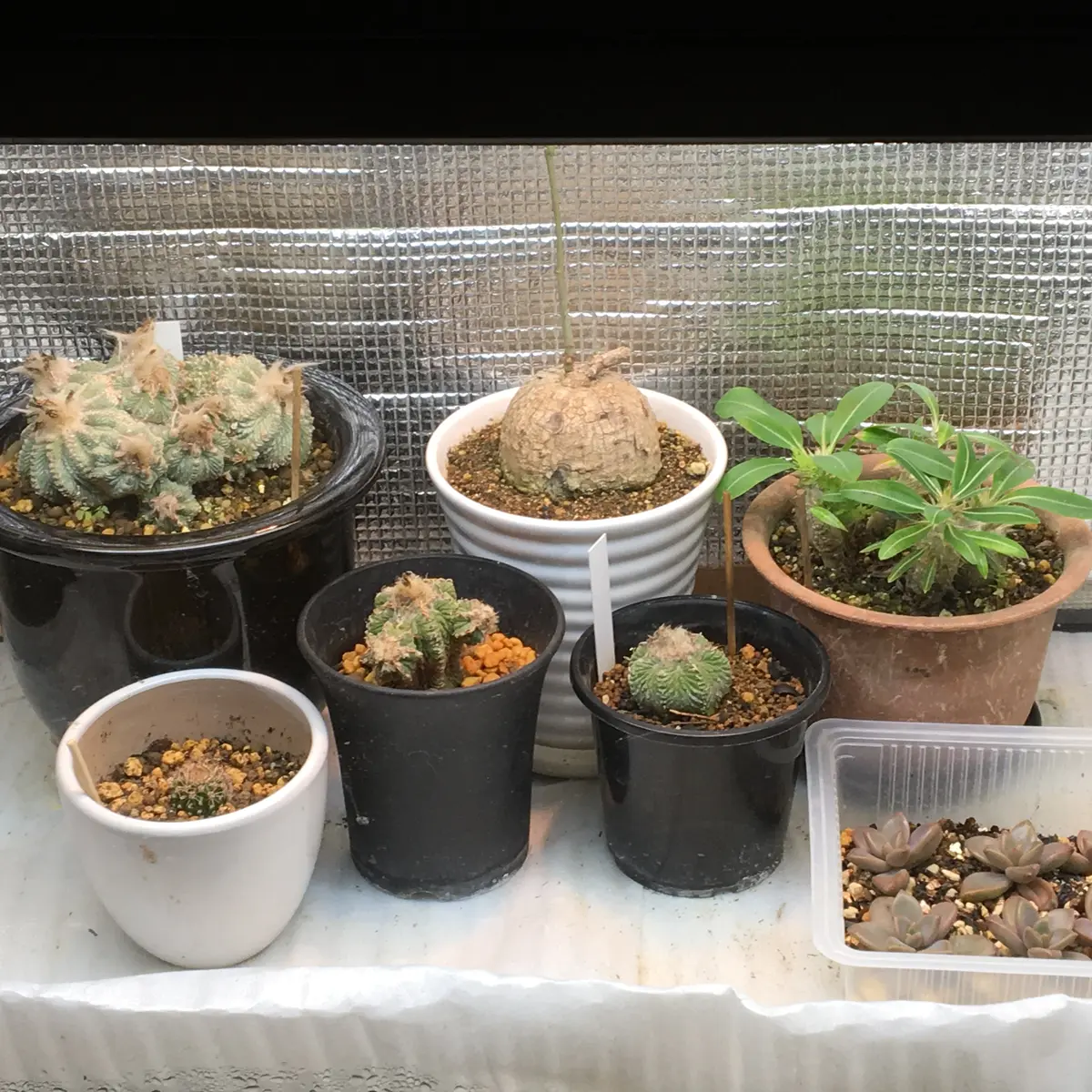 標本株 ナイルの一滴 実生 選抜SS v2-1 現物 多肉植物 ハオルチア