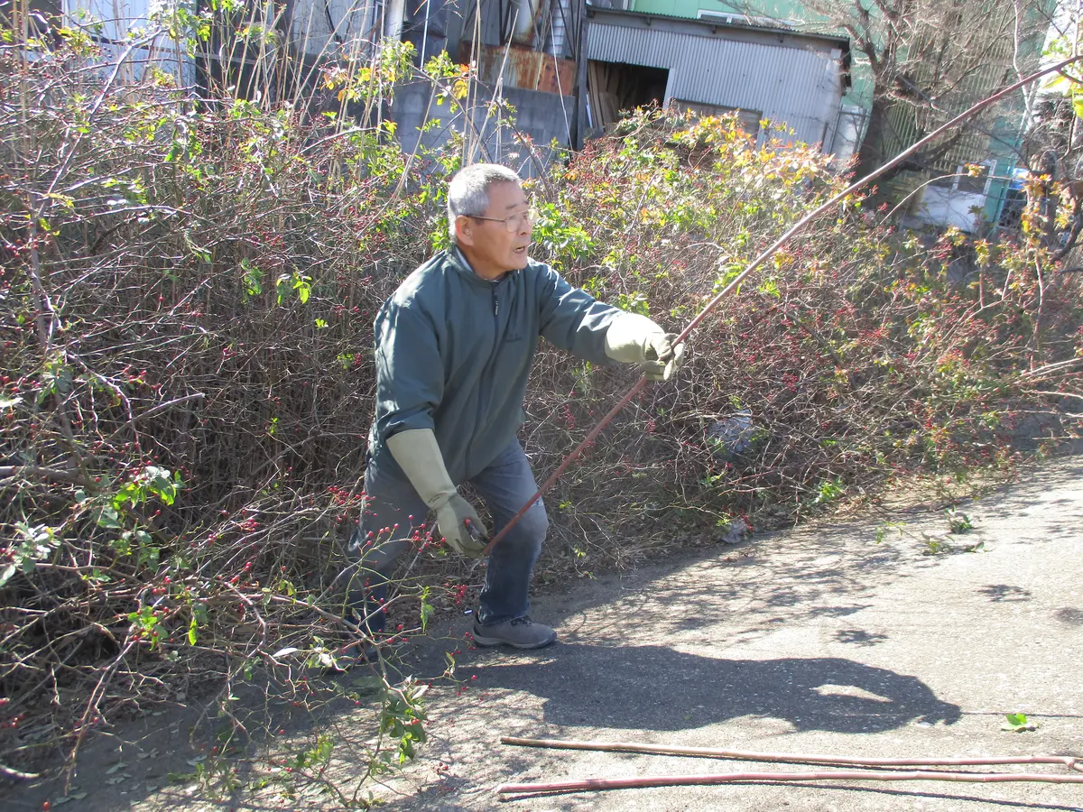 スタンダード仕立てのバラを作ろう｜そだレポ（栽培レポート）by種蒔き