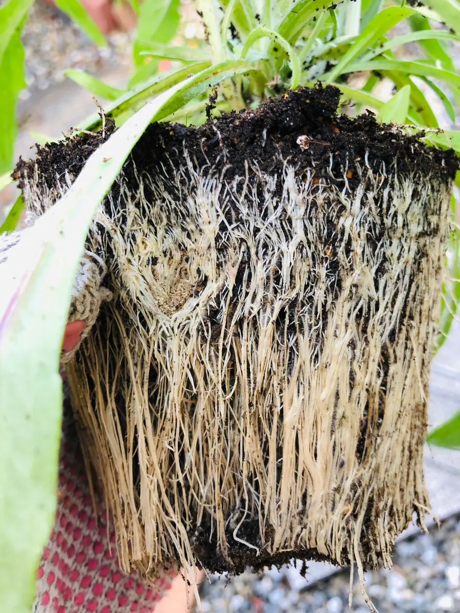 根が廻り過ぎ‼︎「矢車草を種から育てる🎵」-そだレポ｜みんなの趣味の園芸
