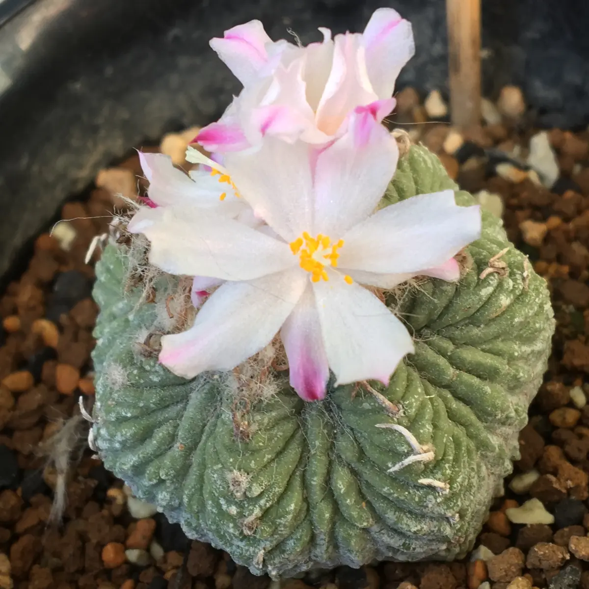 🌸✨「花籠」20年前のカキ子の狂い咲き｜そだレポ（栽培