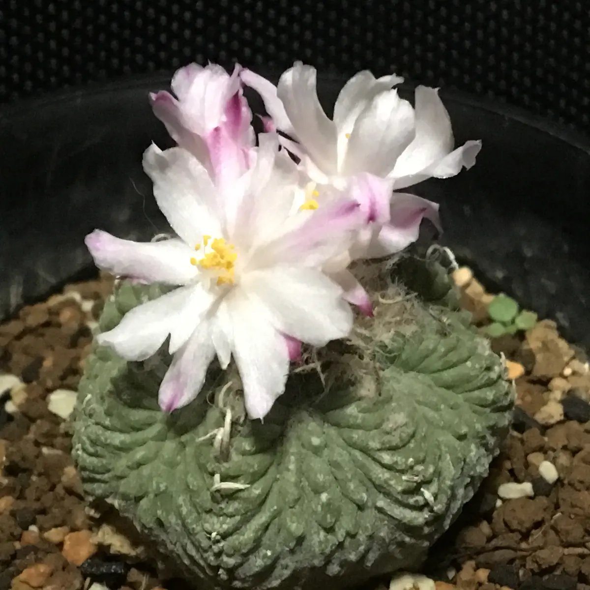 専用ページです！花サボテン カキコ2個♬ Yahoo!オークション - 花サボテン サニー カキコ