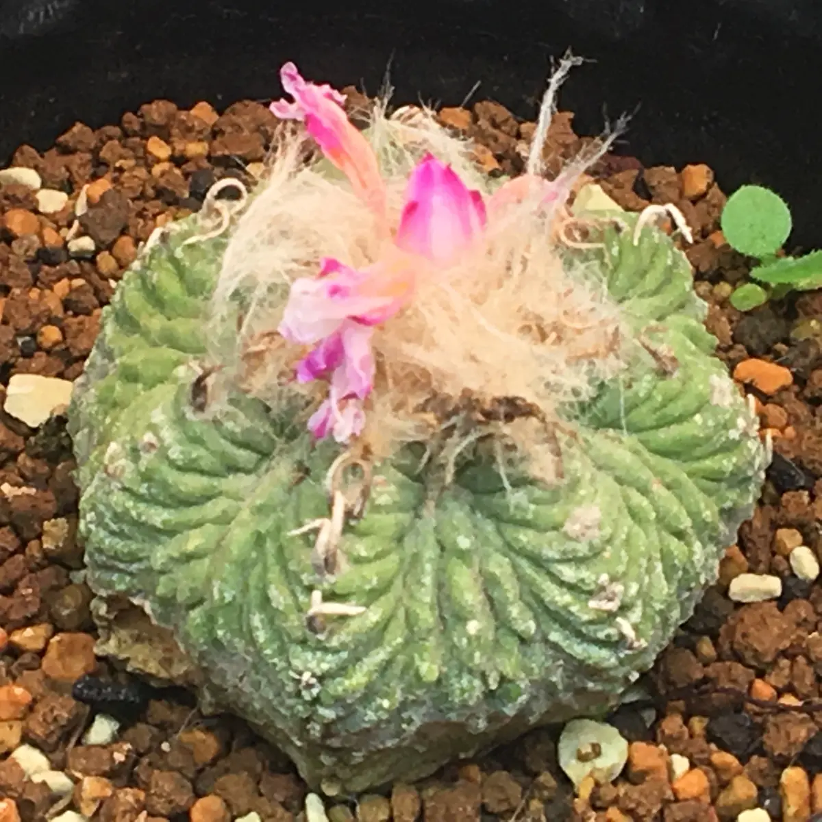 🌸✨「花籠」20年前のカキ子の狂い咲き｜そだレポ（栽培レポート）by