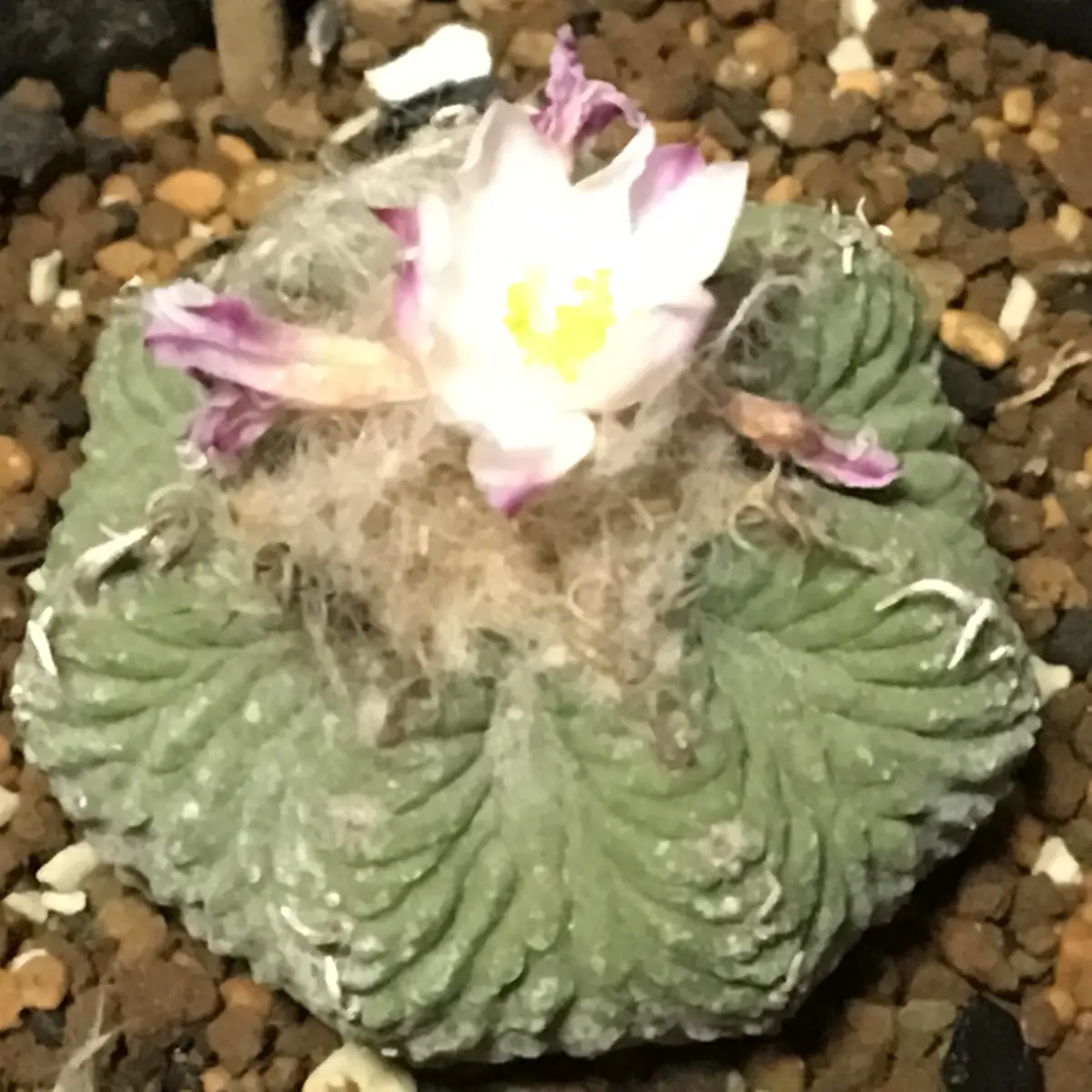 🌸✨「花籠」20年前のカキ子の狂い咲き｜そだレポ（栽培レポート）by