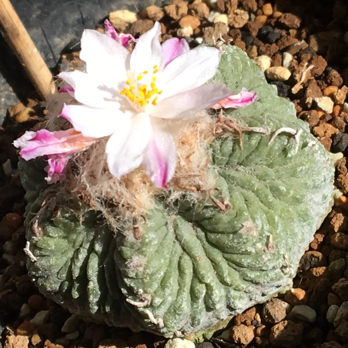 🌸✨「花籠」20年前のカキ子の狂い咲き｜そだレポ（栽培