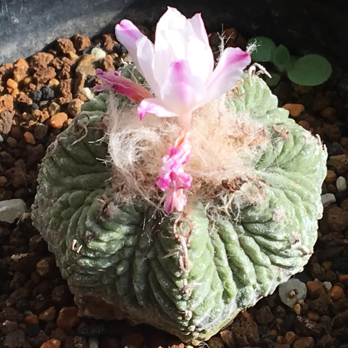🌸✨「花籠」20年前のカキ子の狂い咲き｜そだレポ（栽培レポート）by