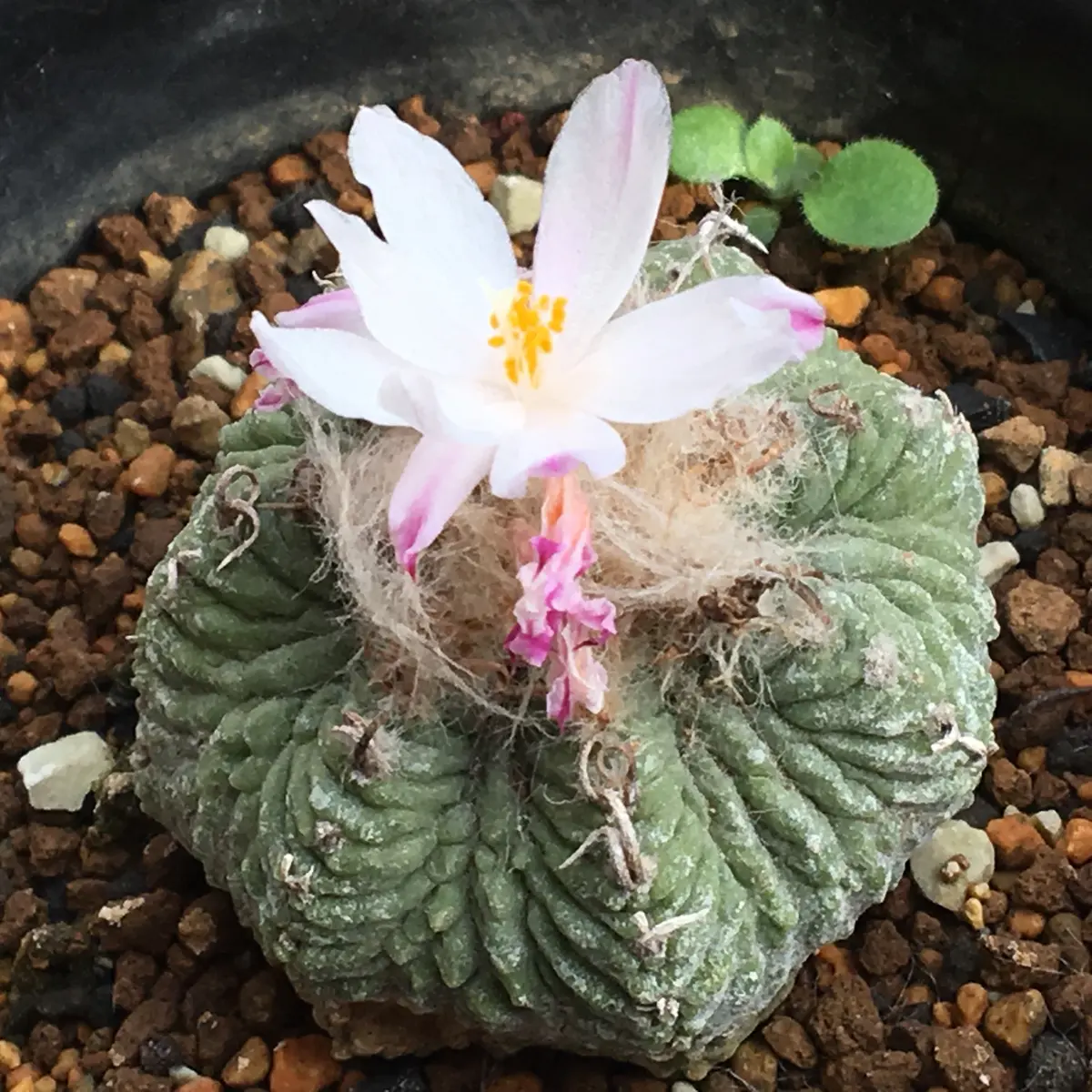 🌸✨「花籠」20年前のカキ子の狂い咲き｜そだレポ（栽培レポート）by