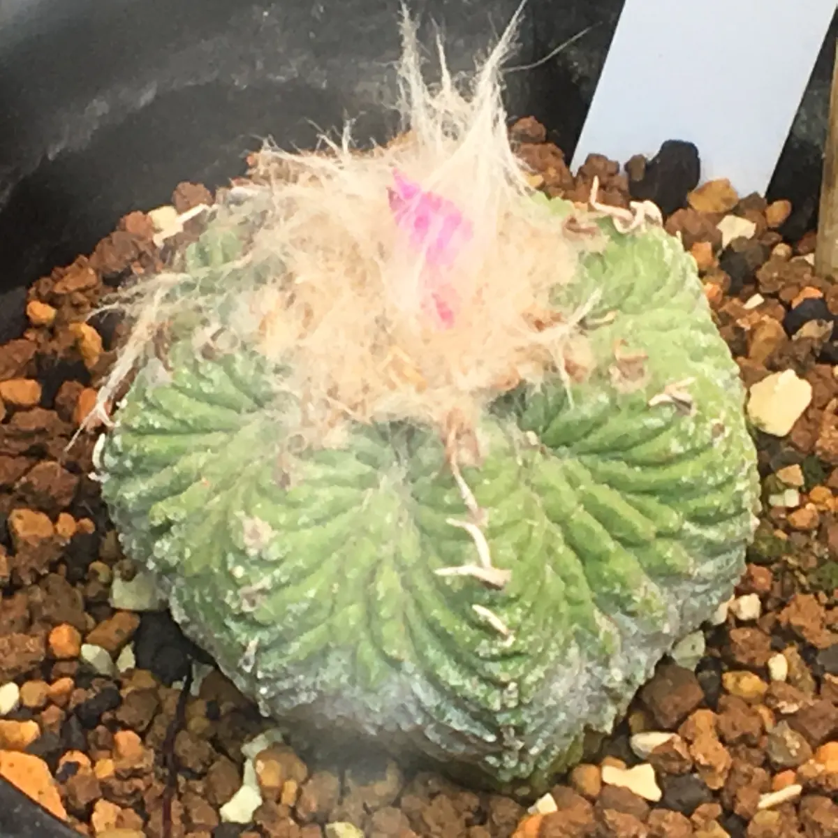 🌸✨「花籠」20年前のカキ子の狂い咲き｜そだレポ（栽培レポート）by