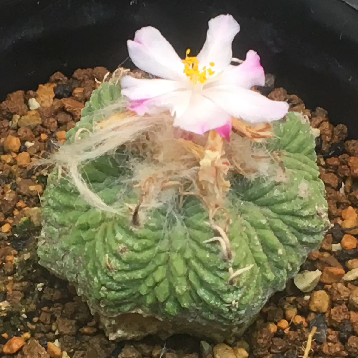 🌸✨「花籠」20年前のカキ子の狂い咲き｜そだレポ（栽培レポート）by
