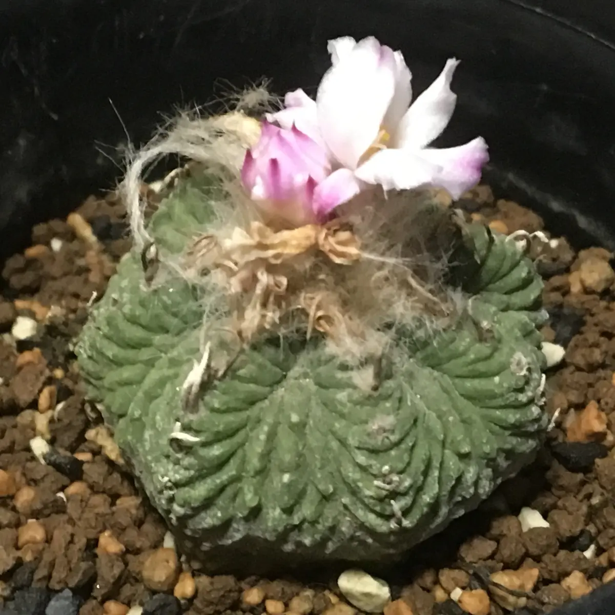 🌸✨「花籠」20年前のカキ子の狂い咲き｜そだレポ（栽培レポート）by