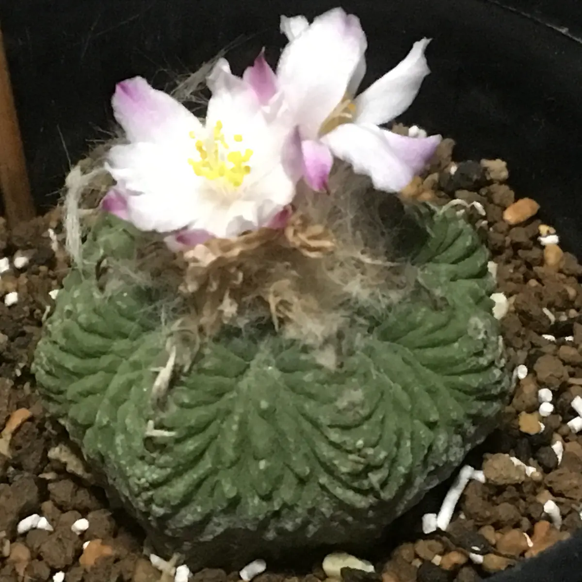 🌸✨「花籠」20年前のカキ子の狂い咲き｜そだレポ（栽培レポート）by