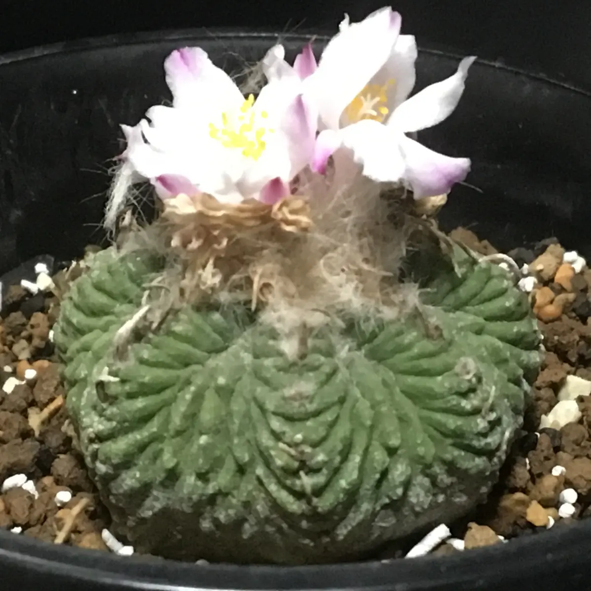 🌸✨「花籠」20年前のカキ子の狂い咲き｜そだレポ（栽培