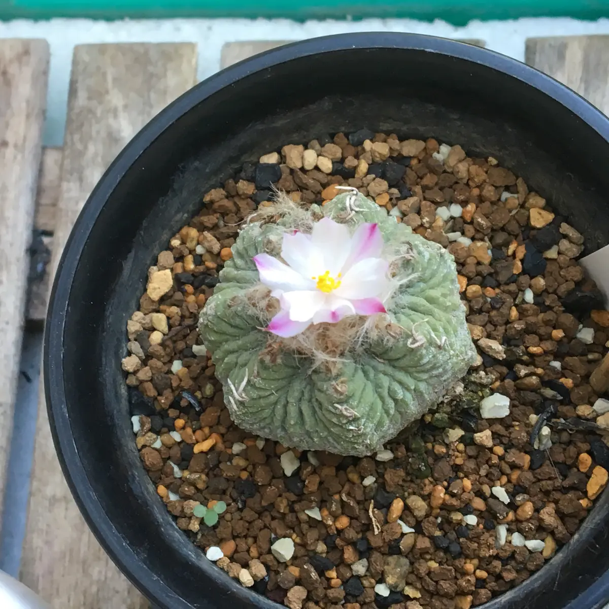 🌸✨「花籠」20年前のカキ子の狂い咲き｜そだレポ（栽培レポート）by