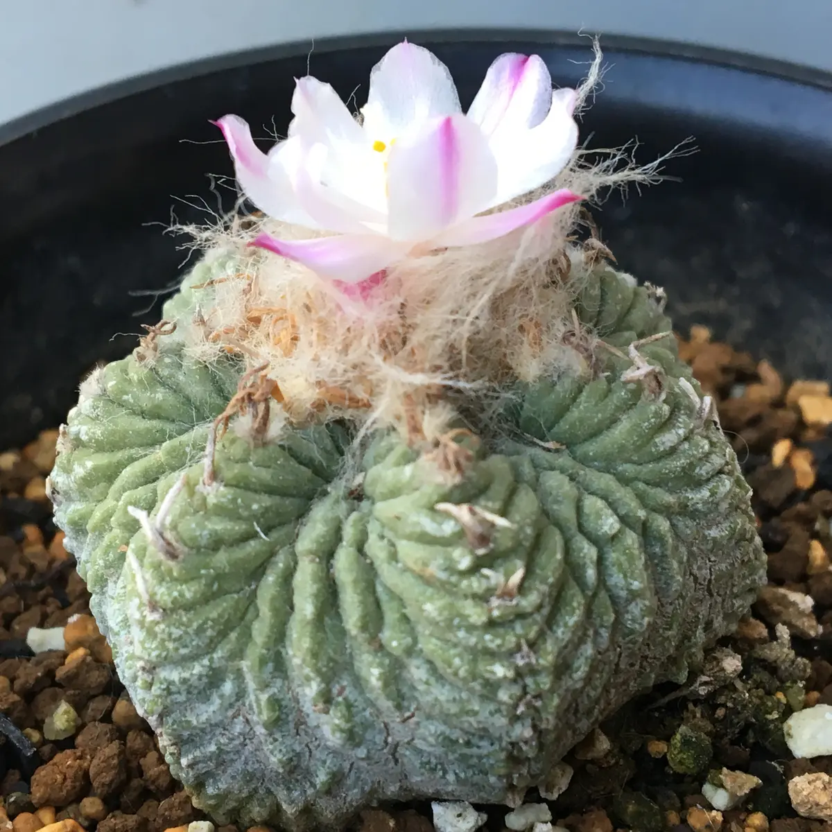 正規代理店 🌸✨「花籠」20年前のカキ子の狂い咲き｜そだレポ（栽培 サボテン