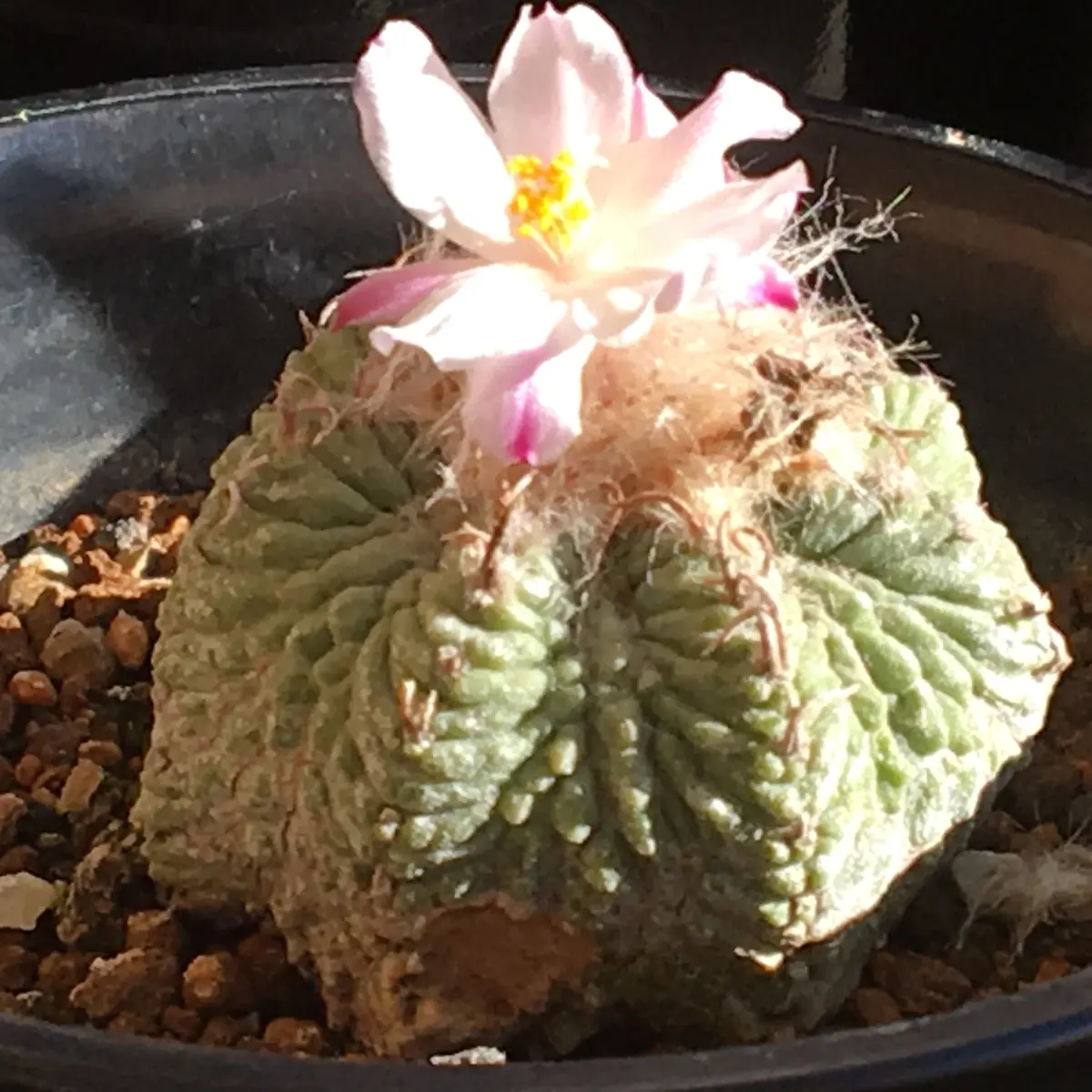 🌸✨「花籠」20年前のカキ子の狂い咲き｜そだレポ（栽培レポート）by